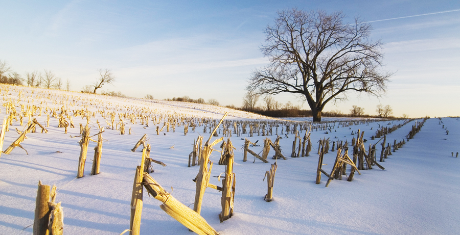 LeFurge Woods Nature Preserve - by Charles Scott