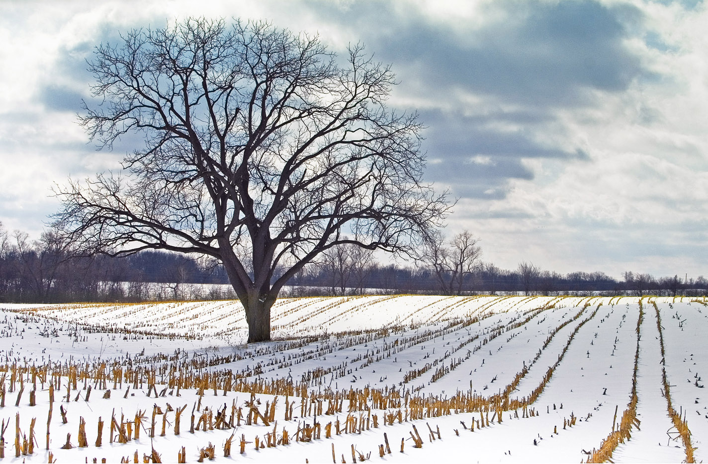 Jack R. Smiley Nature Preserve Southeast Michigan Land Conservancy