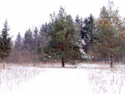 Pine tree