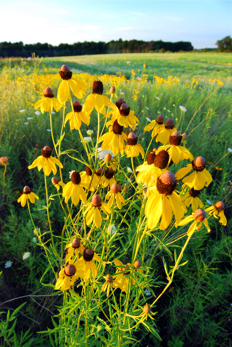 gray coneflower