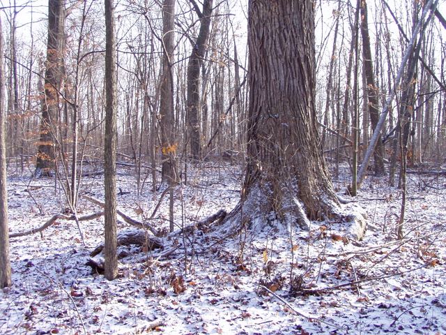 Van Buren Nature Preserve Tree