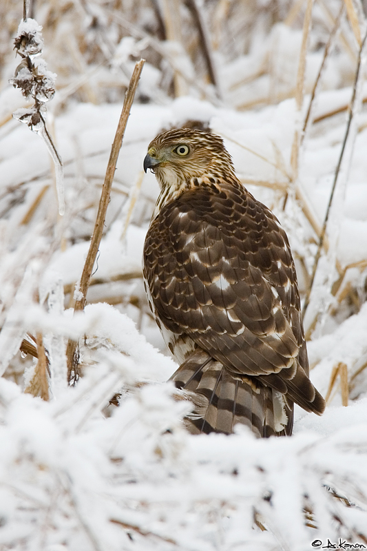 Coopers hawk on sparrow by Andreas Kanon.  Conservancy Farm, Ypsilanti, Michigan Jan 2007