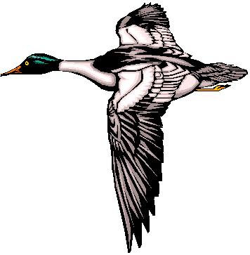 duck