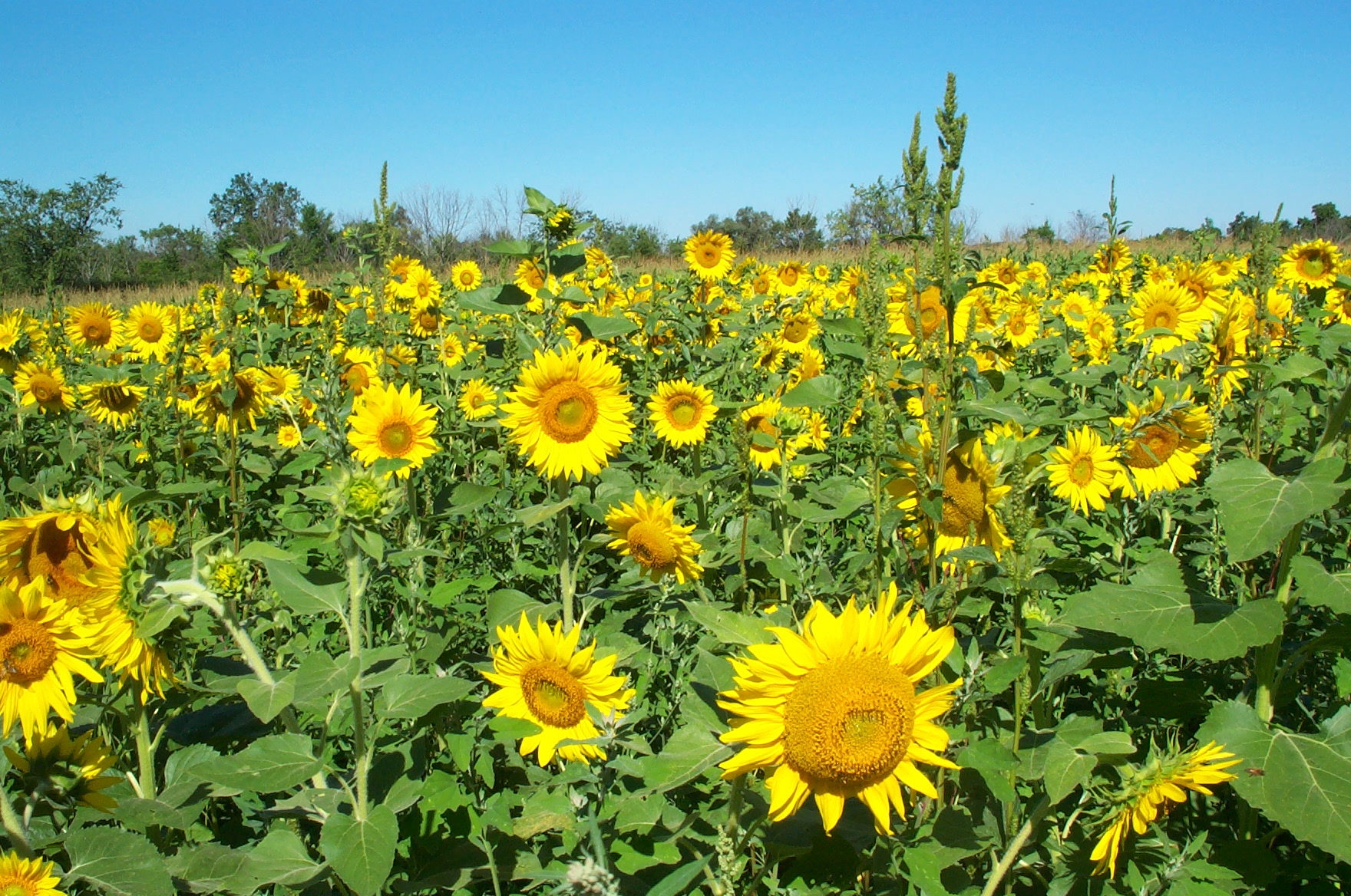 Sunflowers at Conservancy Farm by Jim Robertson, Ypsilanti, MI - Aug 2007