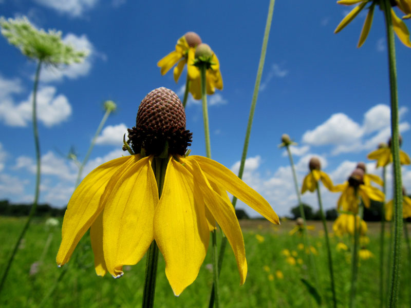 Yellow Coneflower 3 by Wendy Pellerito